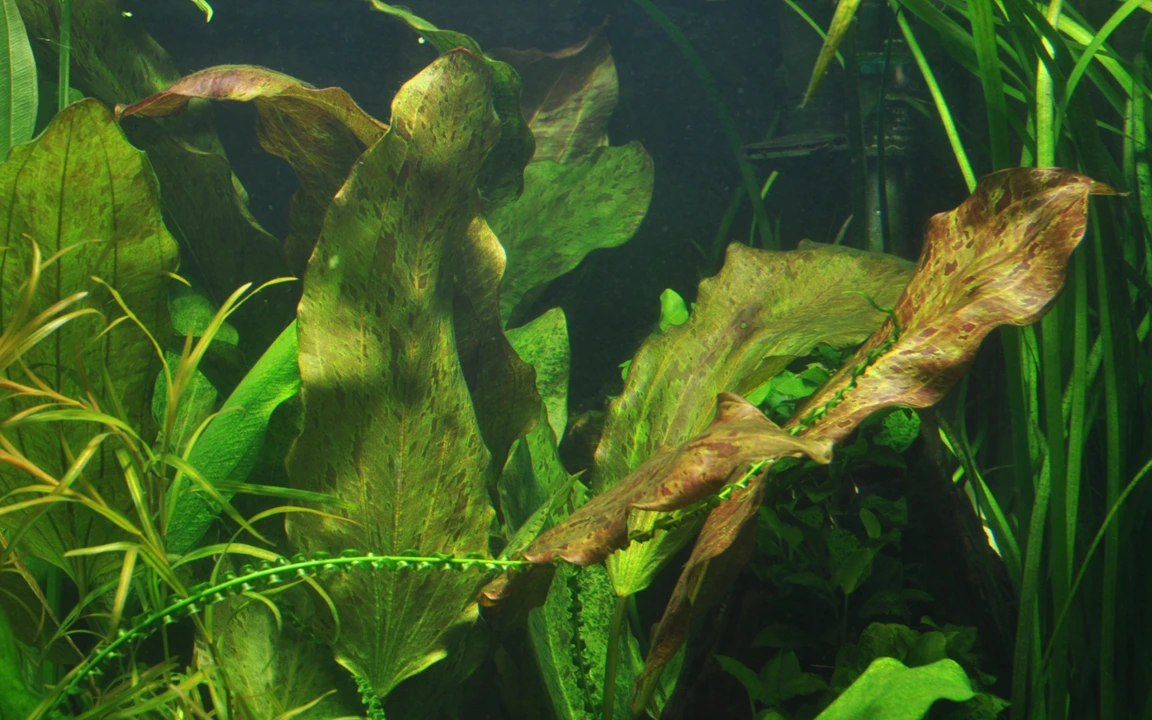 Tropica Akvarieplante i potte Echinodorus Ozelot